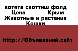 котята скоттиш фолд › Цена ­ 2 000 - Крым Животные и растения » Кошки   